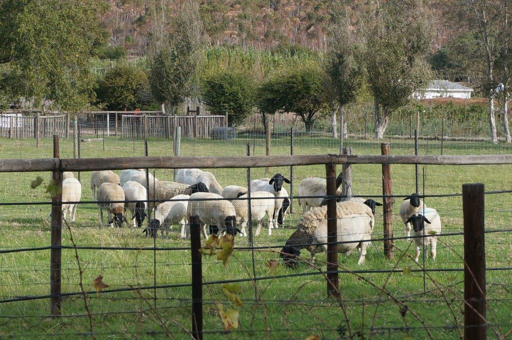 Long Acres Montagu